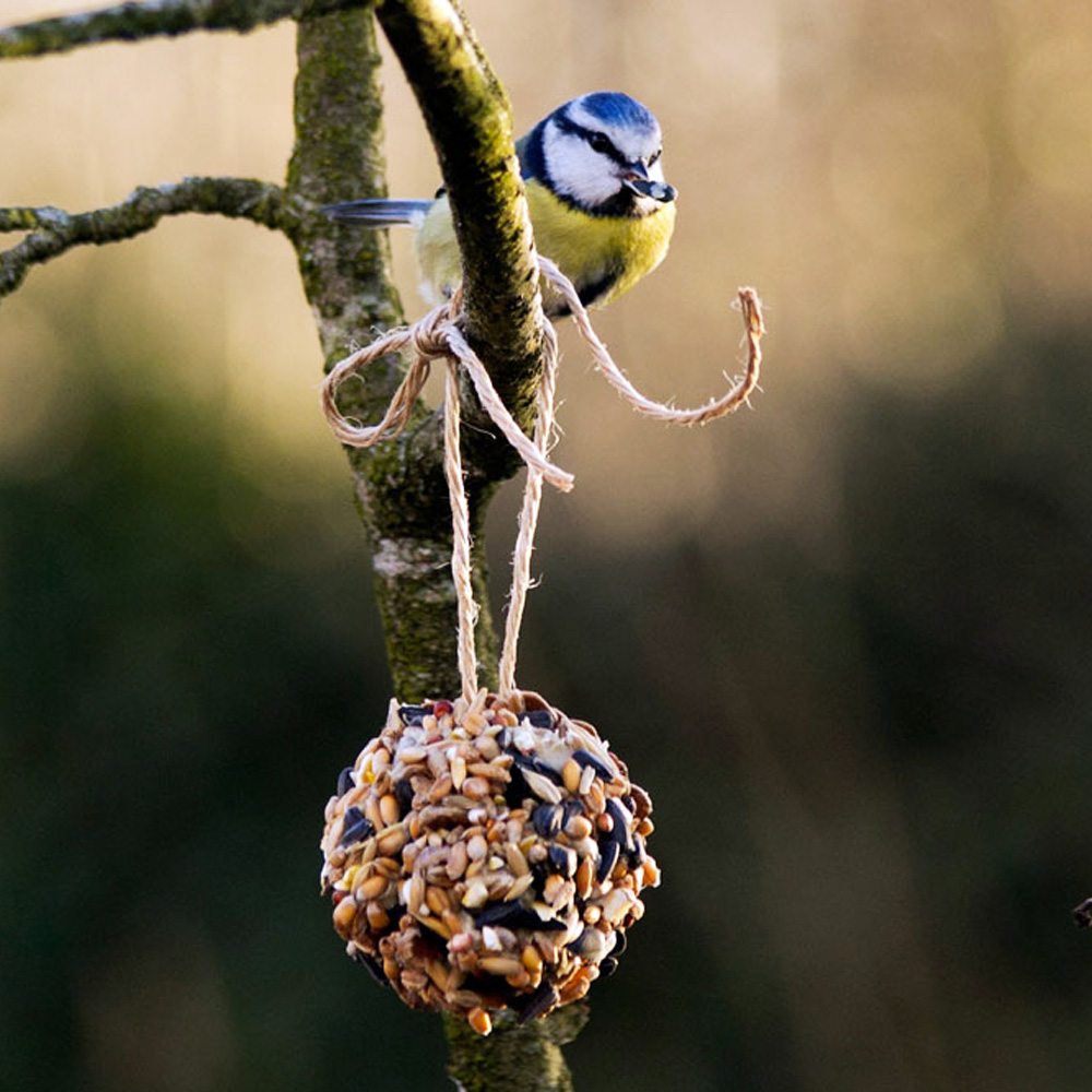 List 105+ Images how to make a pine cone bird feeder Updated