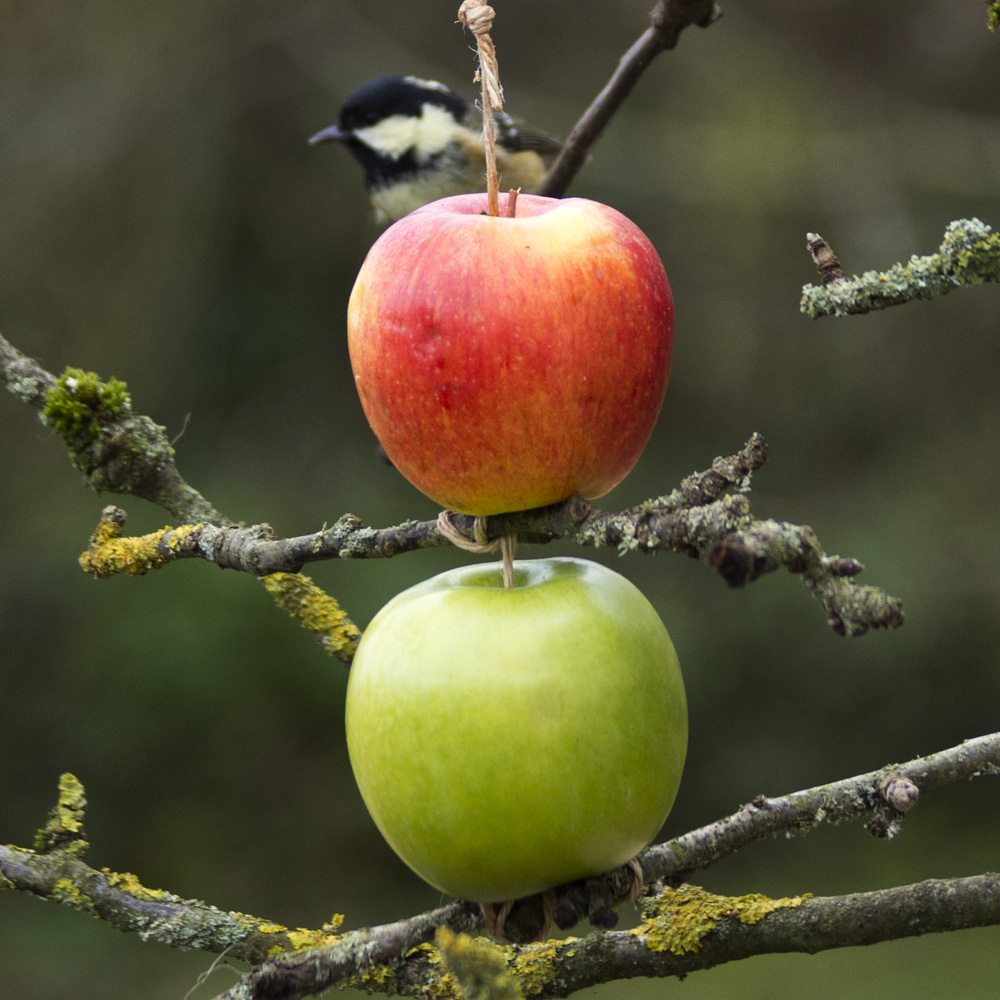 Apple Bird Feeder Maria S Place