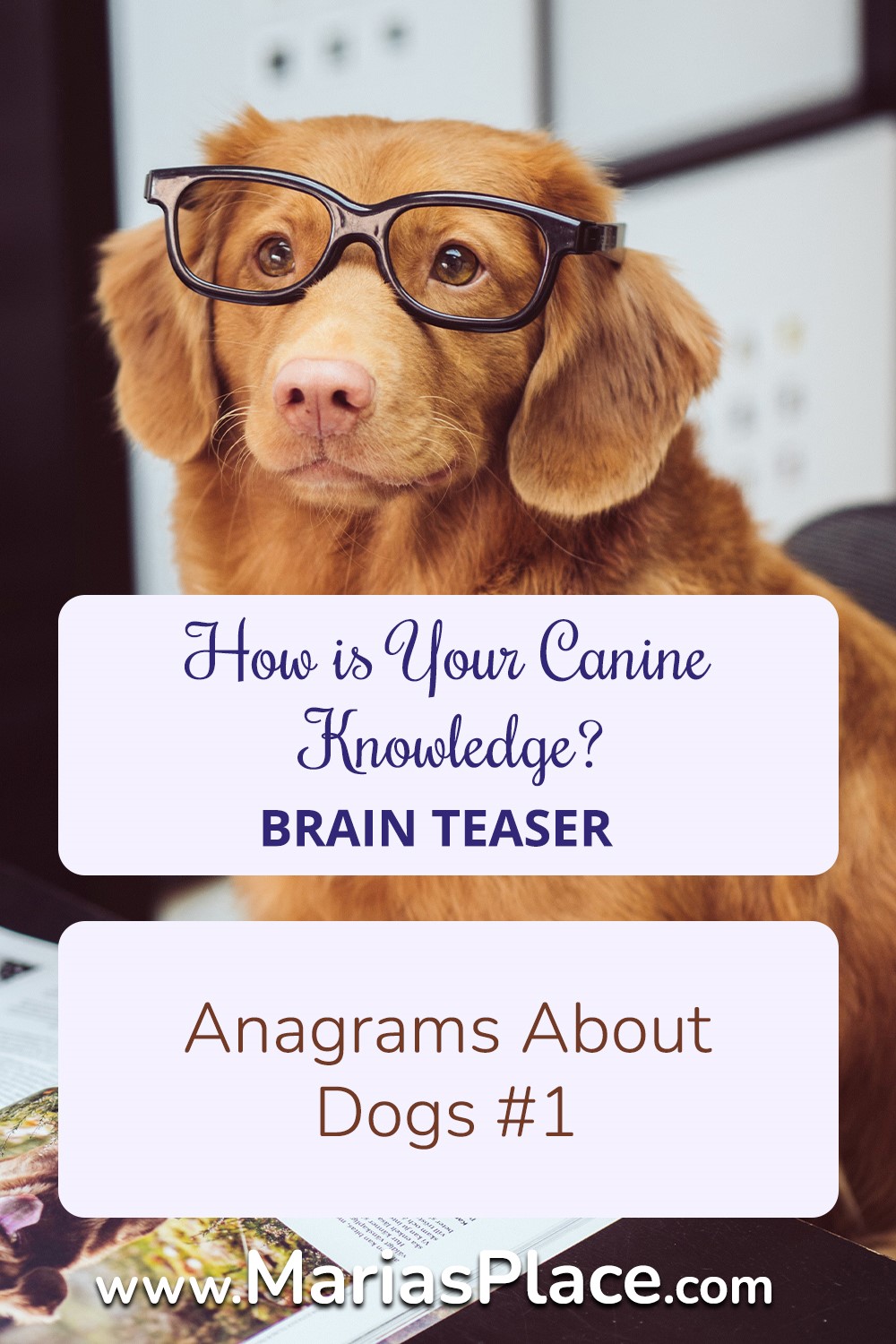 Anagram:  Dogs #1