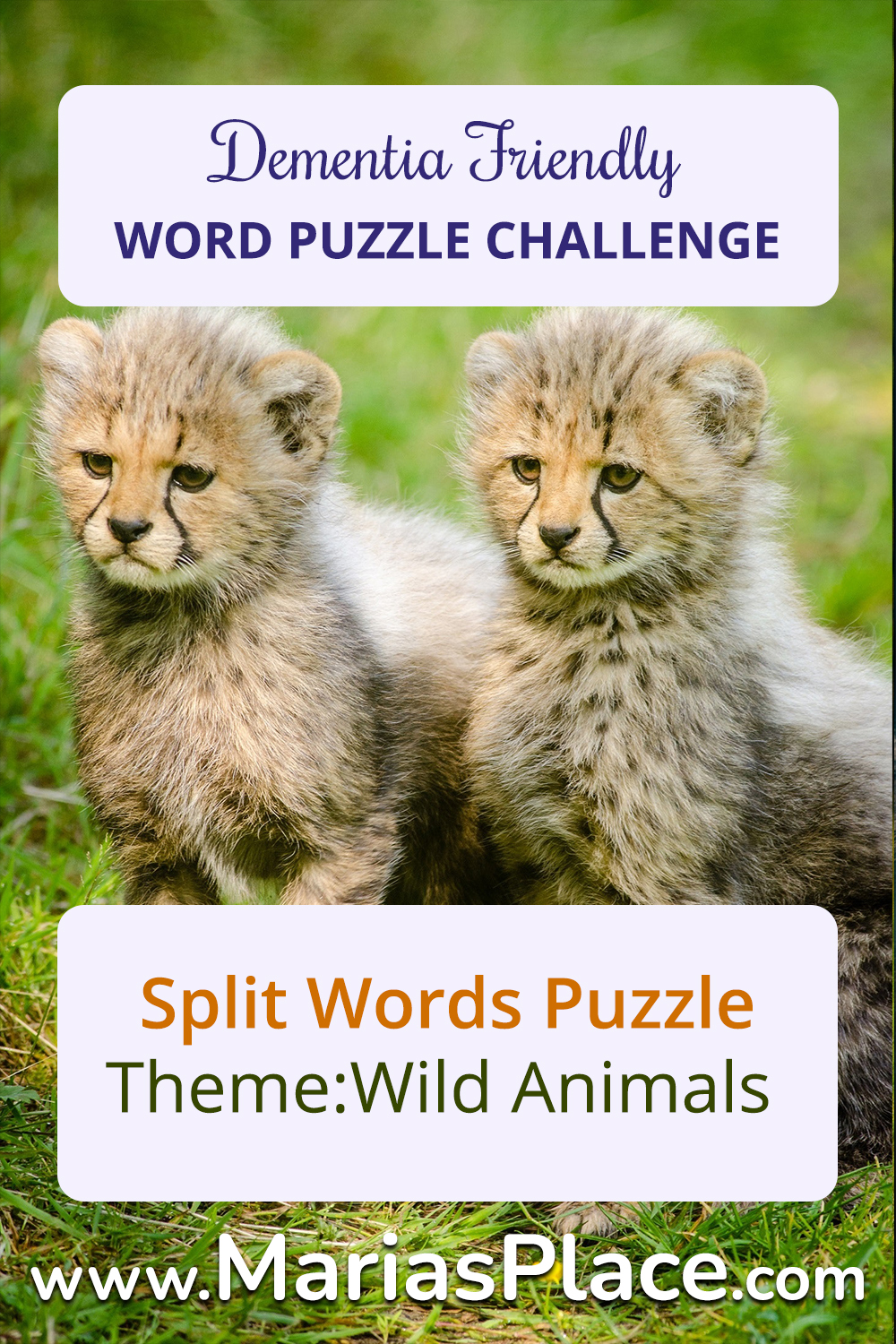 Split Words, Wild Animals