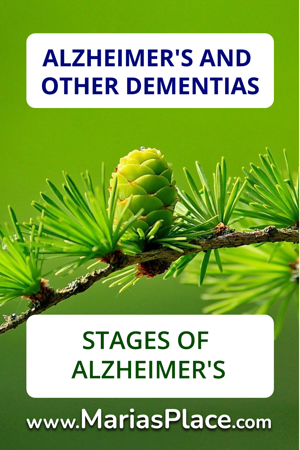 Stages of Alzheimer’s