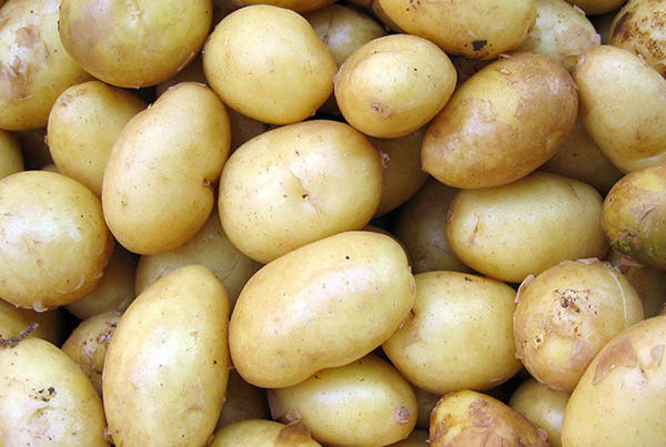 multiple choice answer food quiz