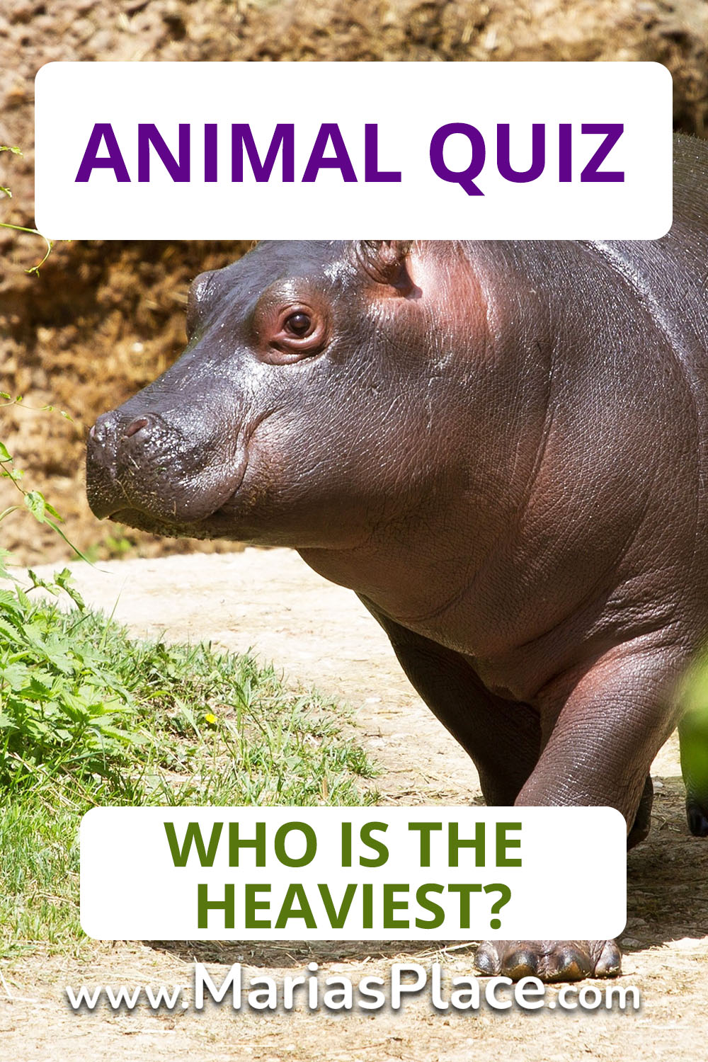 Animal Quiz, Who is Heaviest?