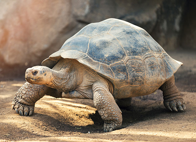 tortoise quiz