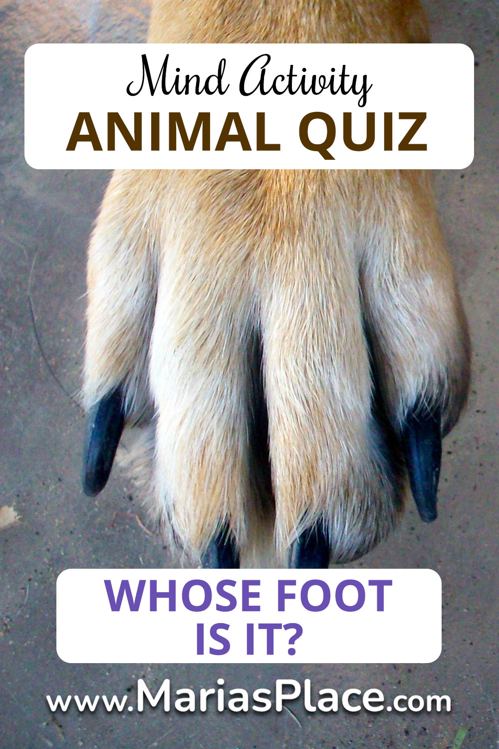 Whose Foot is It? Easy Animal Quiz.