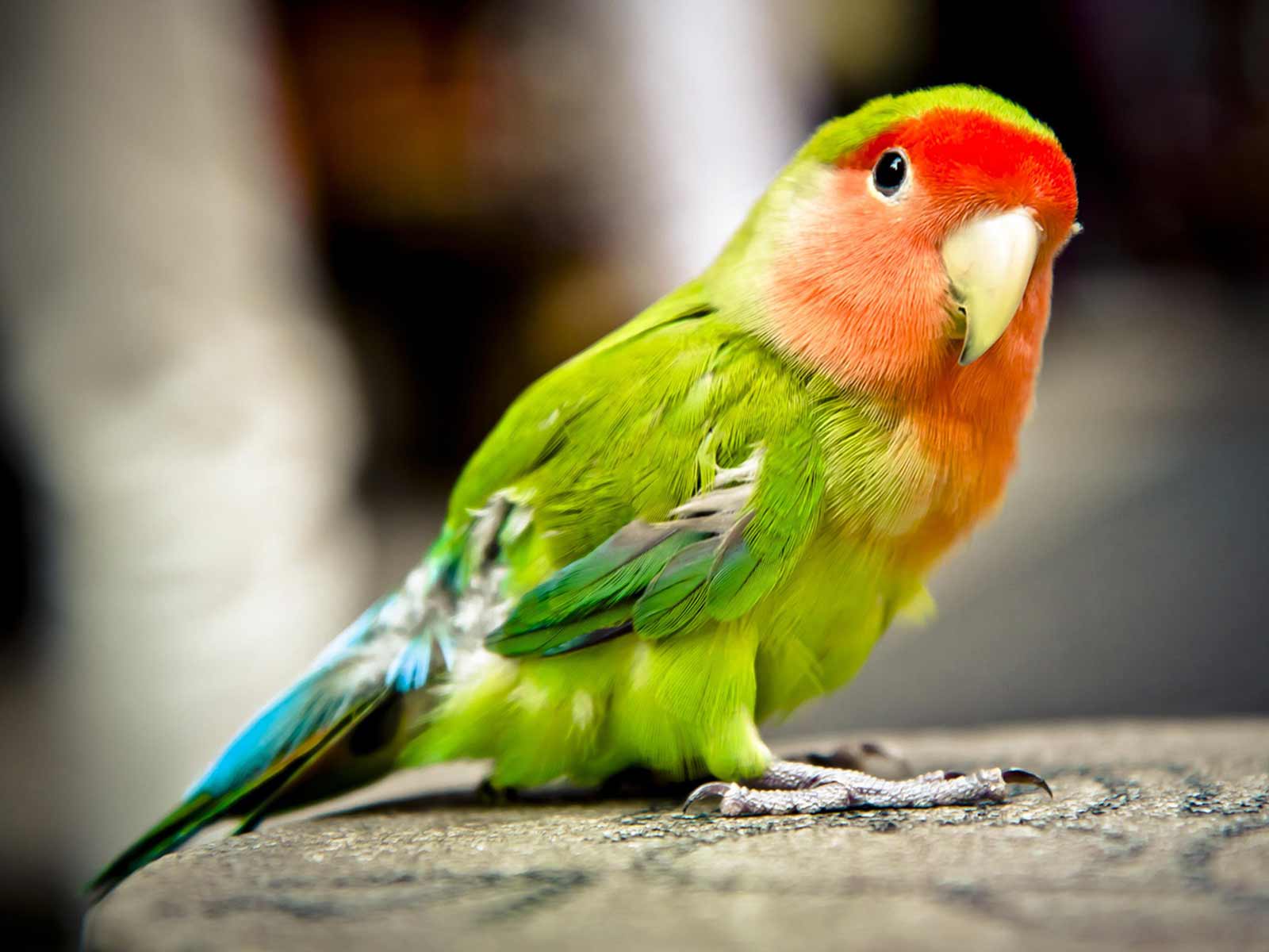 Jungle Animal Anagrams Marias Place