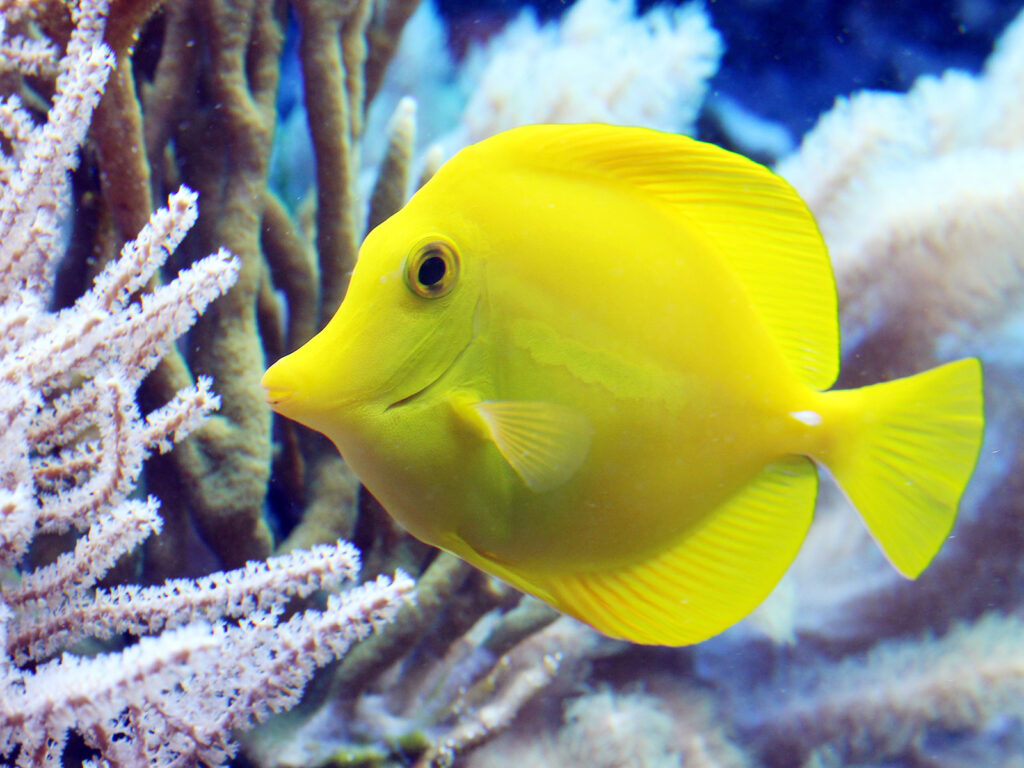 Fish quiz Marias Place