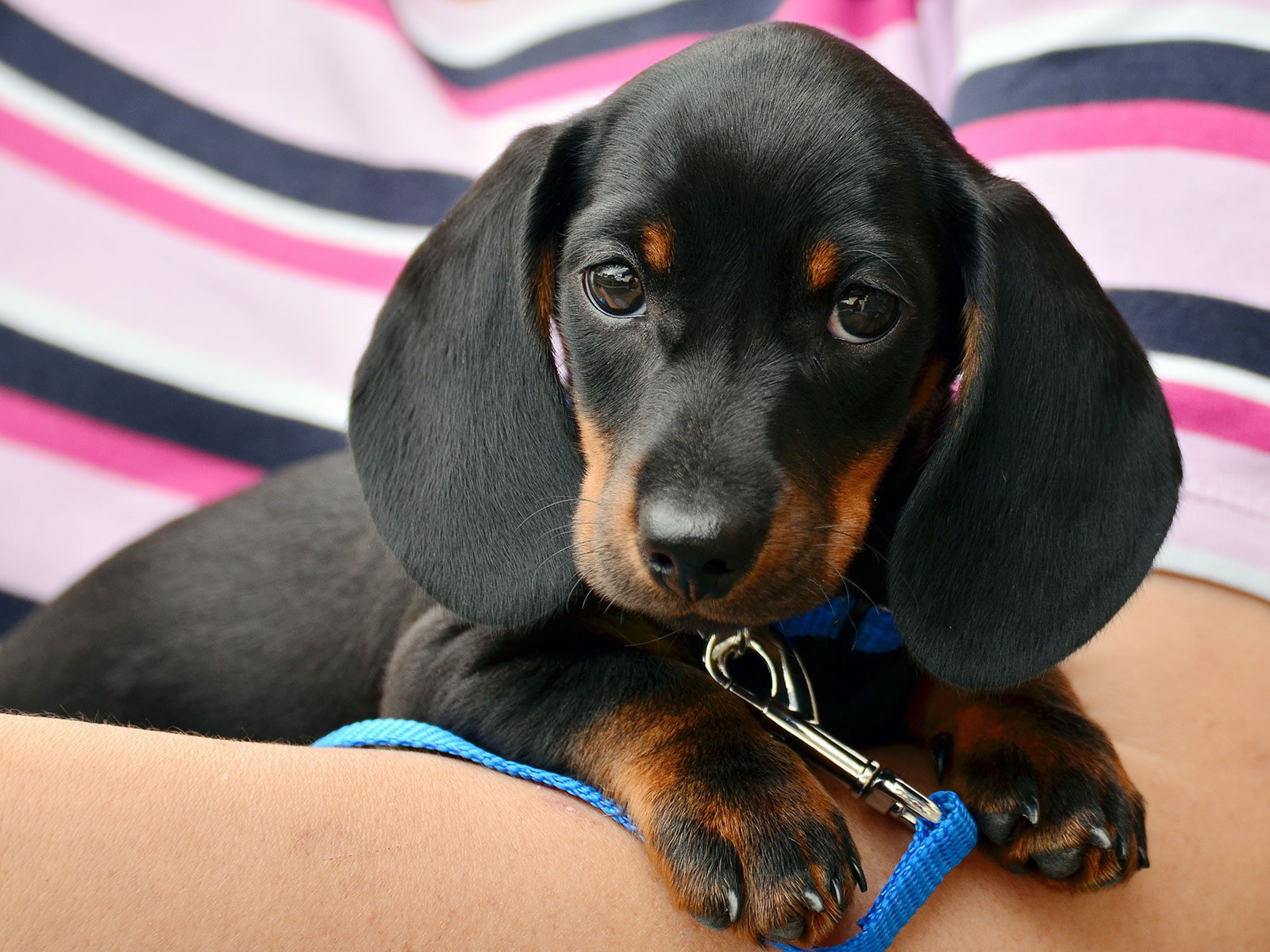 pet quiz