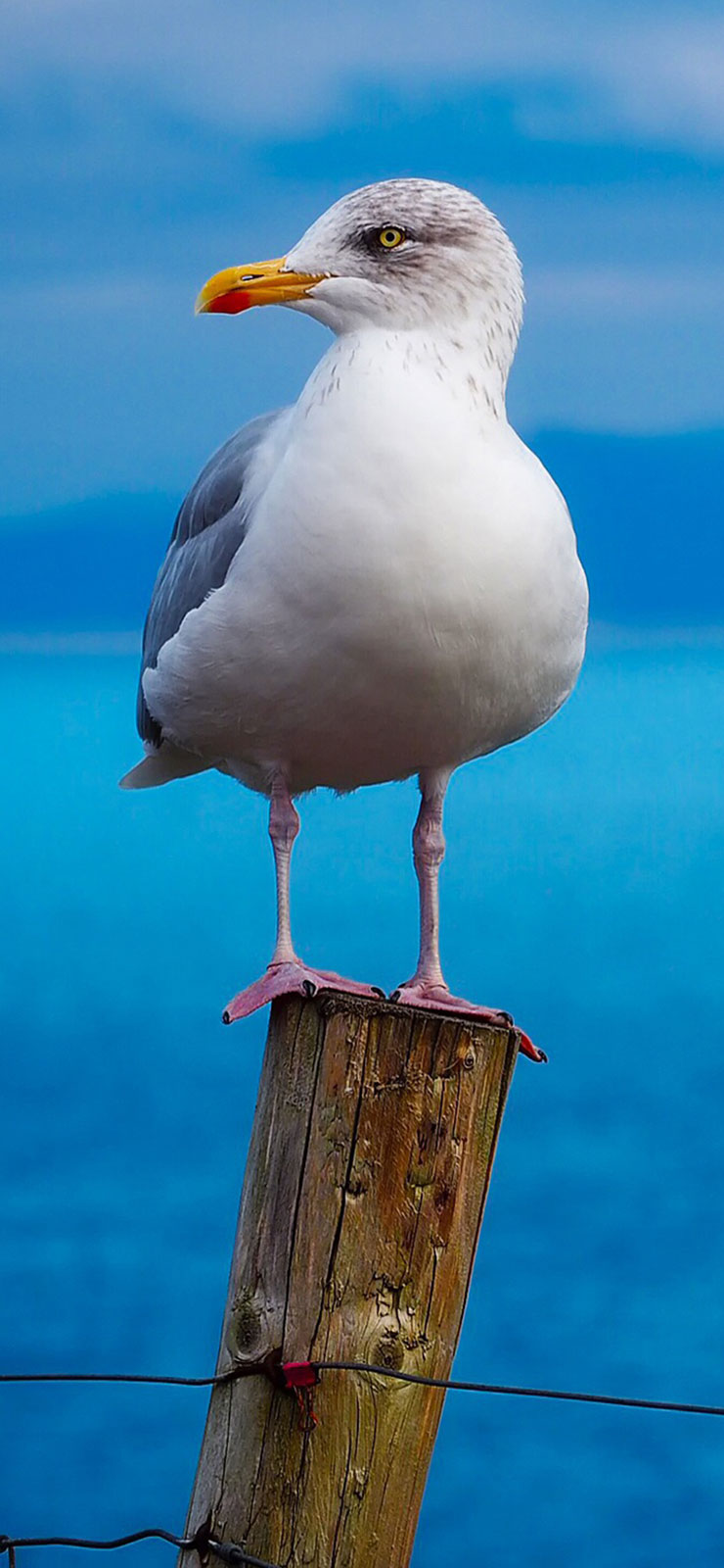 fishing superstitions, sea bird