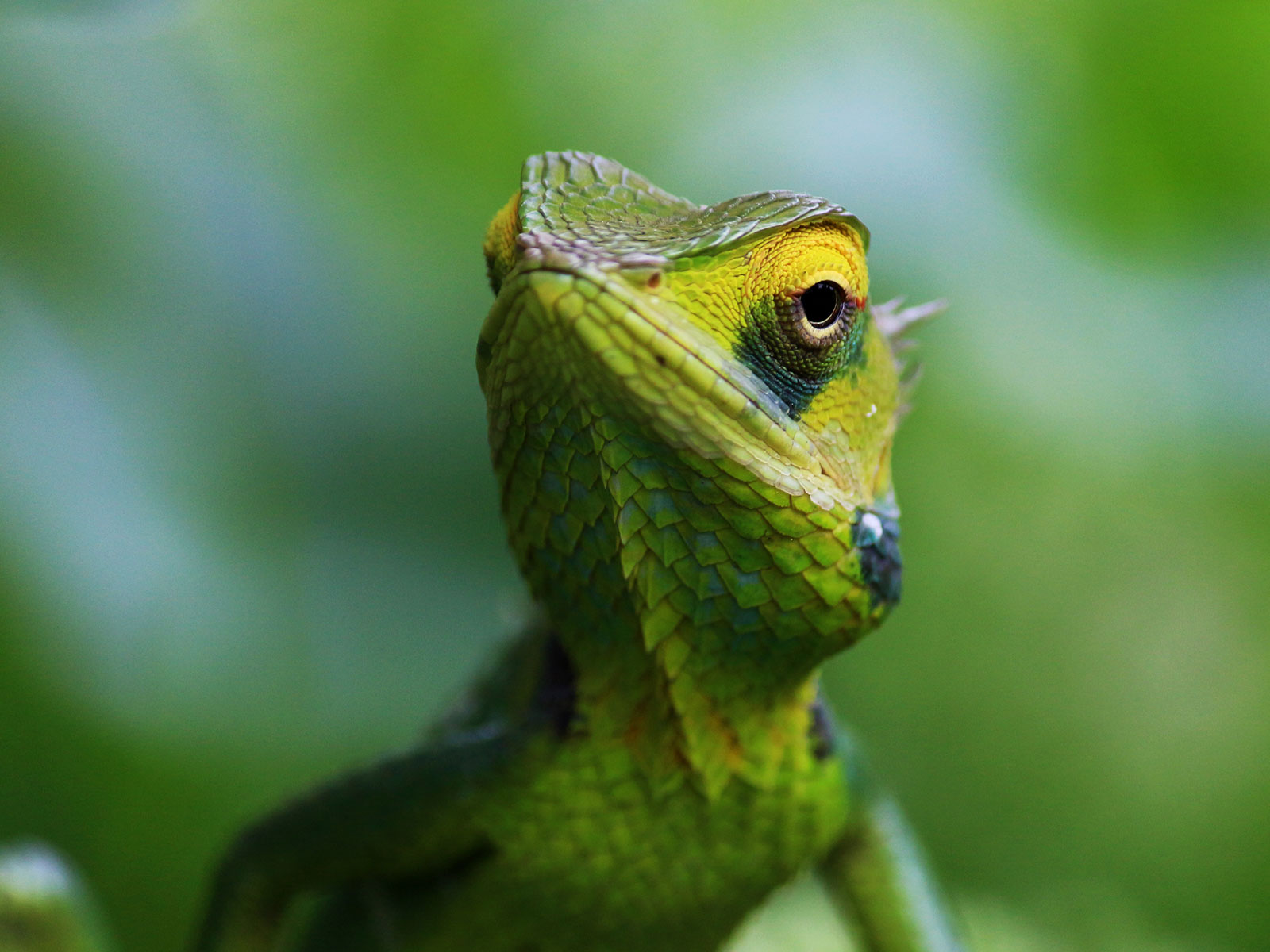 True or False Animal Quiz Marias Place