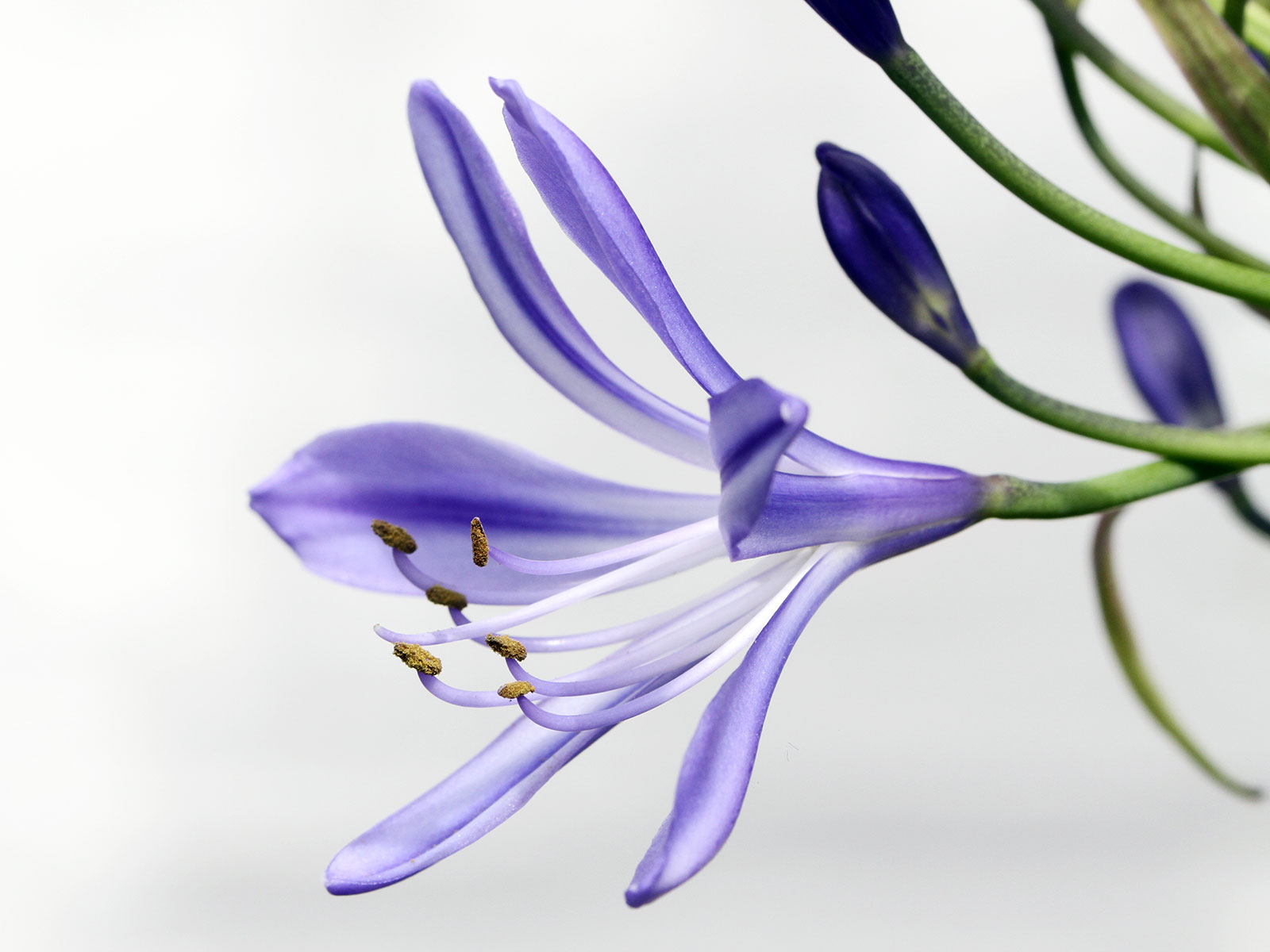 Dementia-how-to-prevent-a-hospital-stay