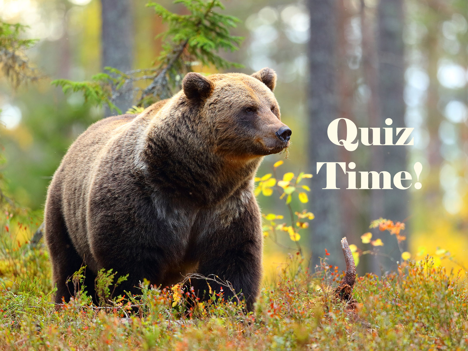 Animal true or false quiz