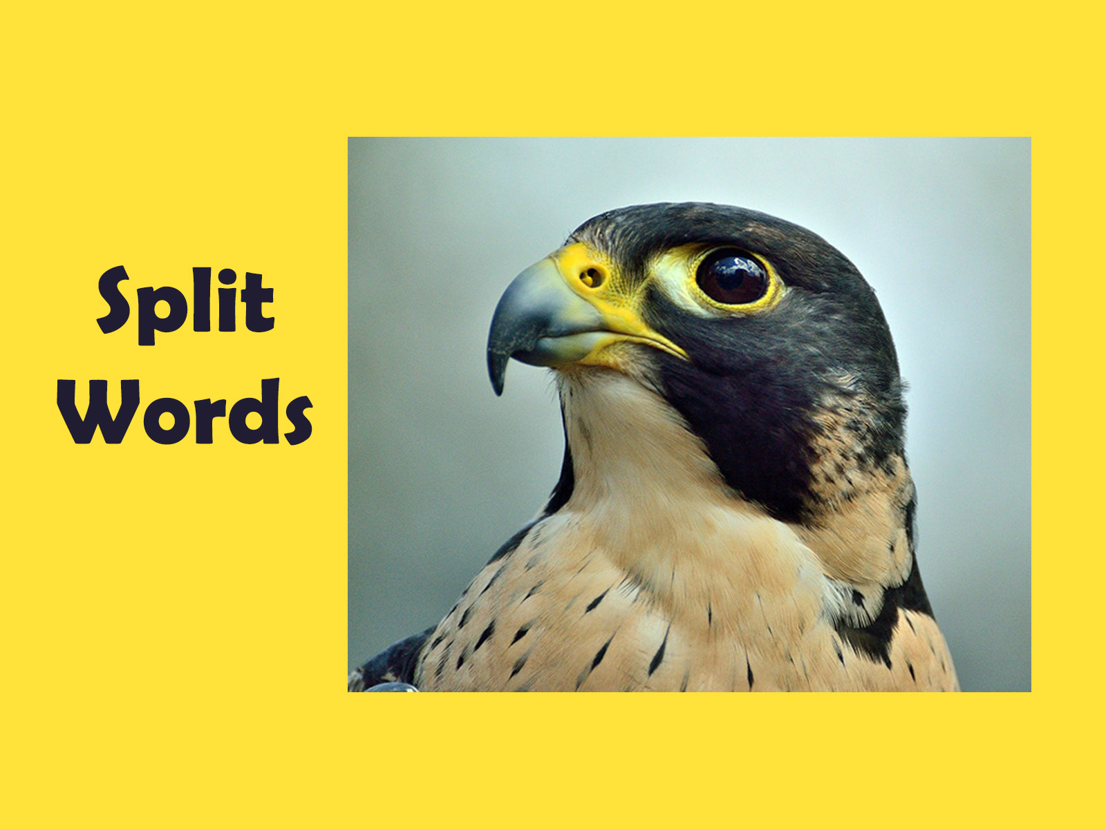 Split words word game Birds of prey - Marias Place