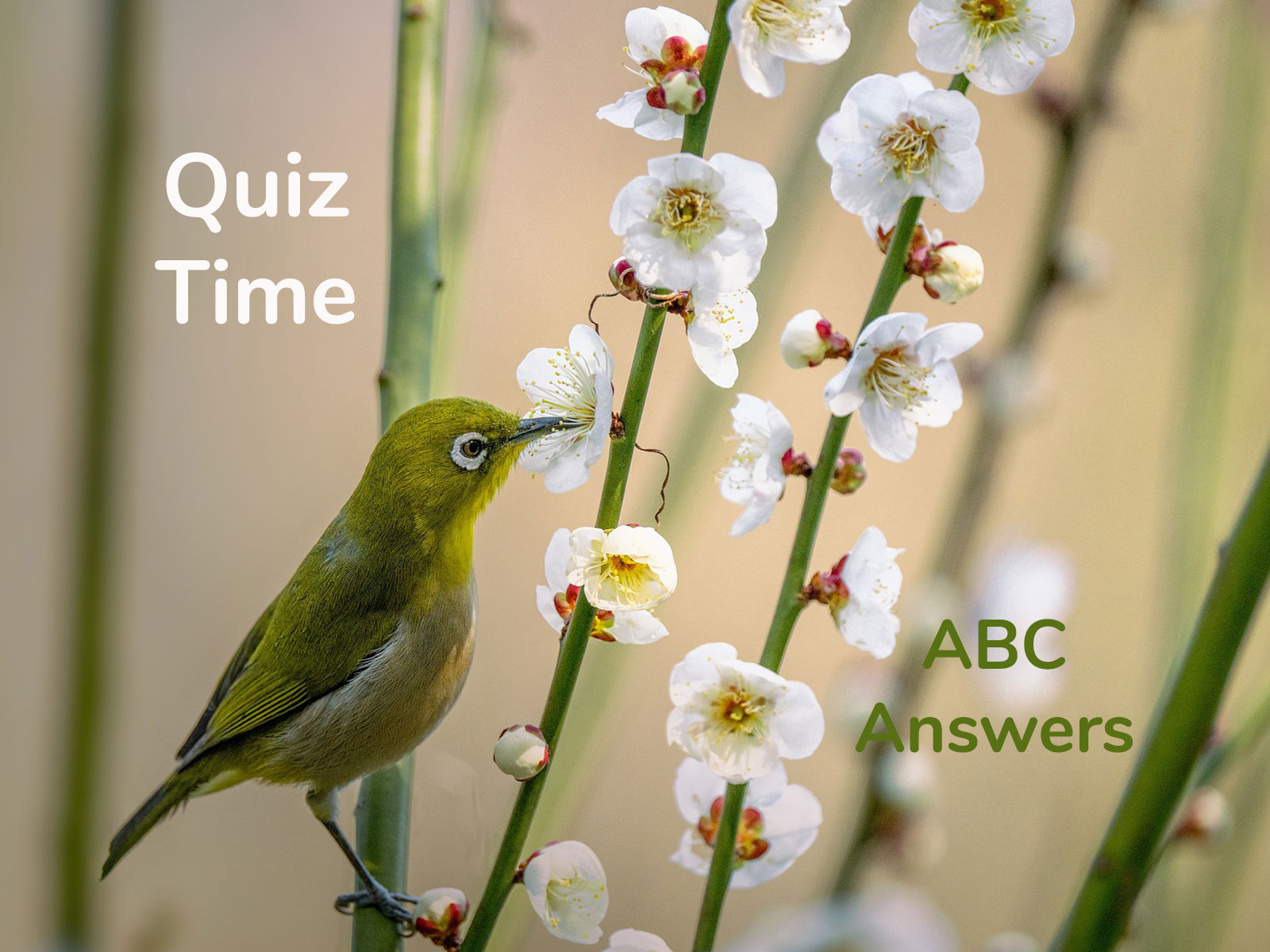 ANSWERS ABC visual data 5