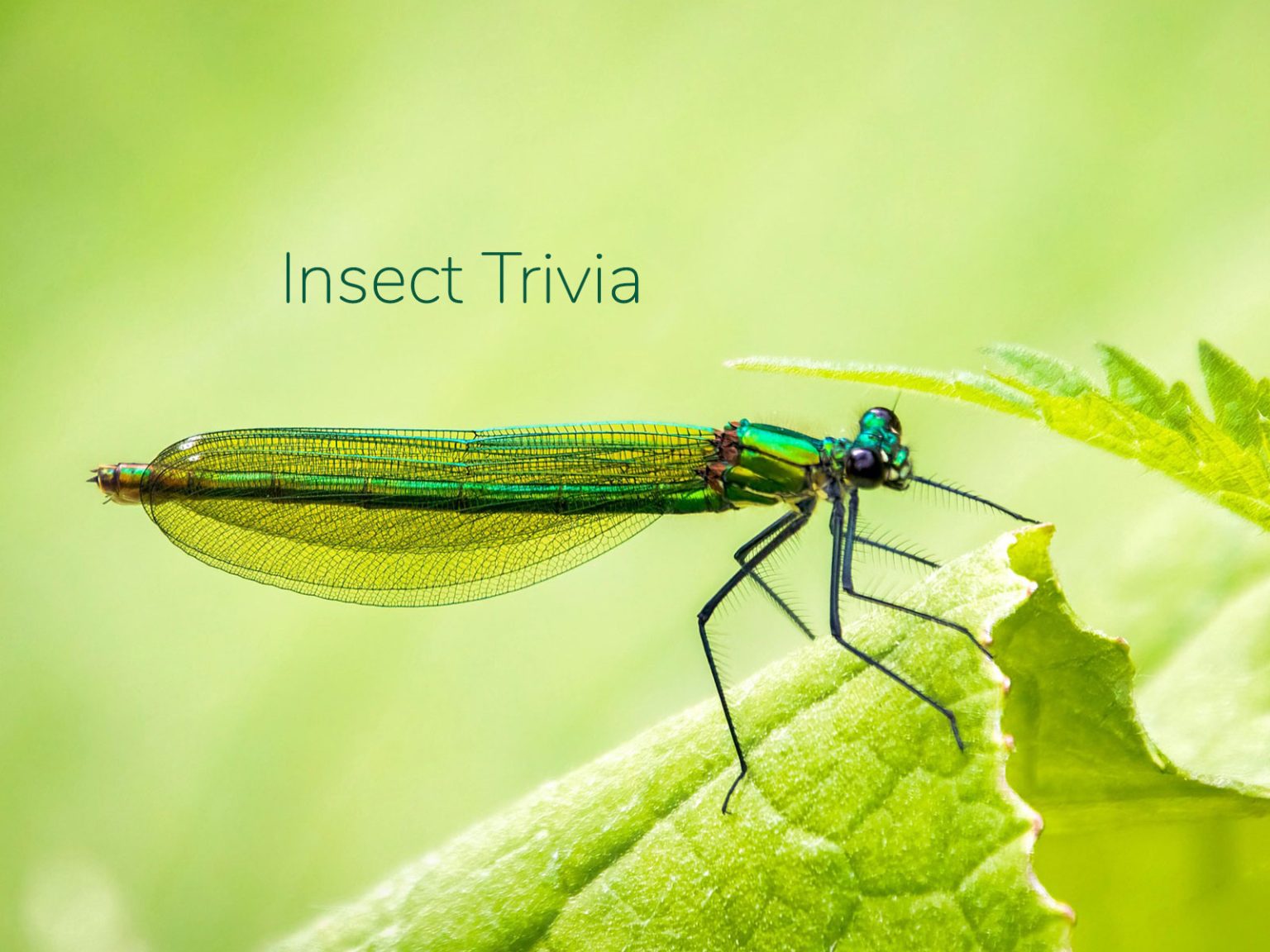 Insect trivia quiz - Marias Place