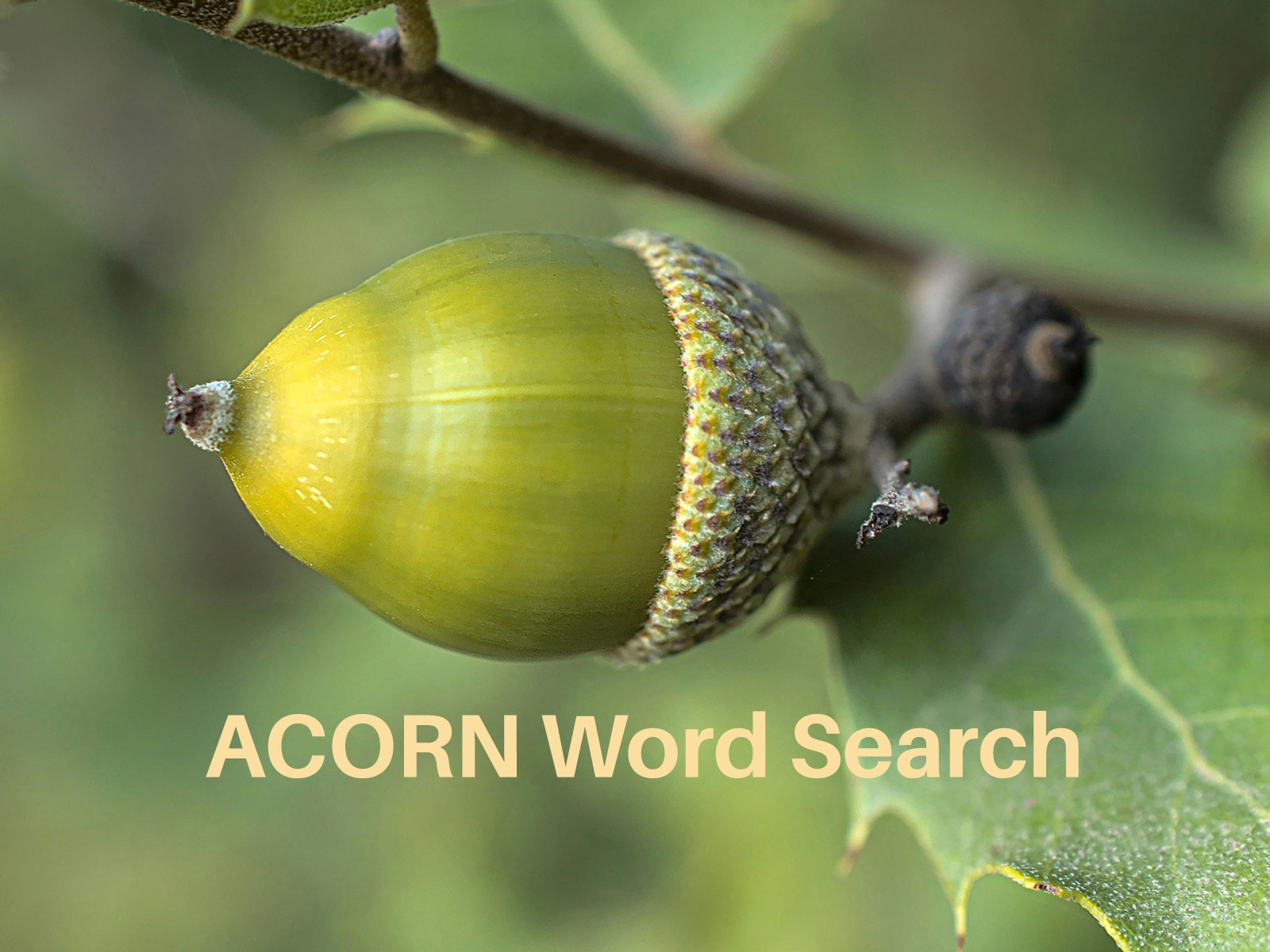 word search for older adults, fall theme